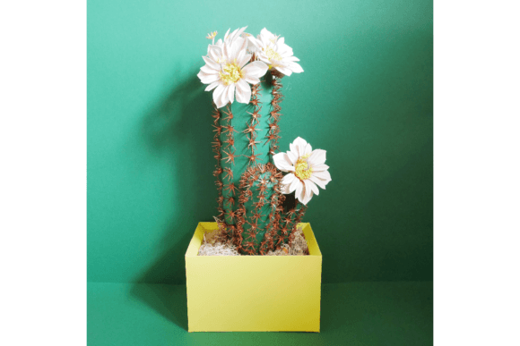 Cardon Grande Cactus 3D SVG for Cacti And Succulents