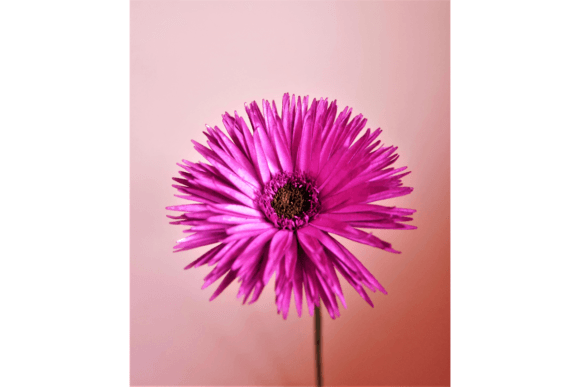 Spider Gerbera 3D SVG for Bold Paper Flowers